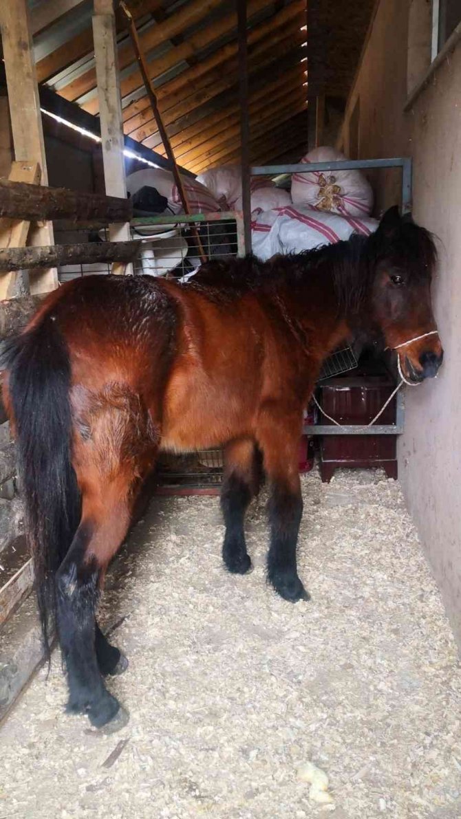 Yılka Atlara Belediye Ve Hayvan Severler Duyarsız Kalmadılar