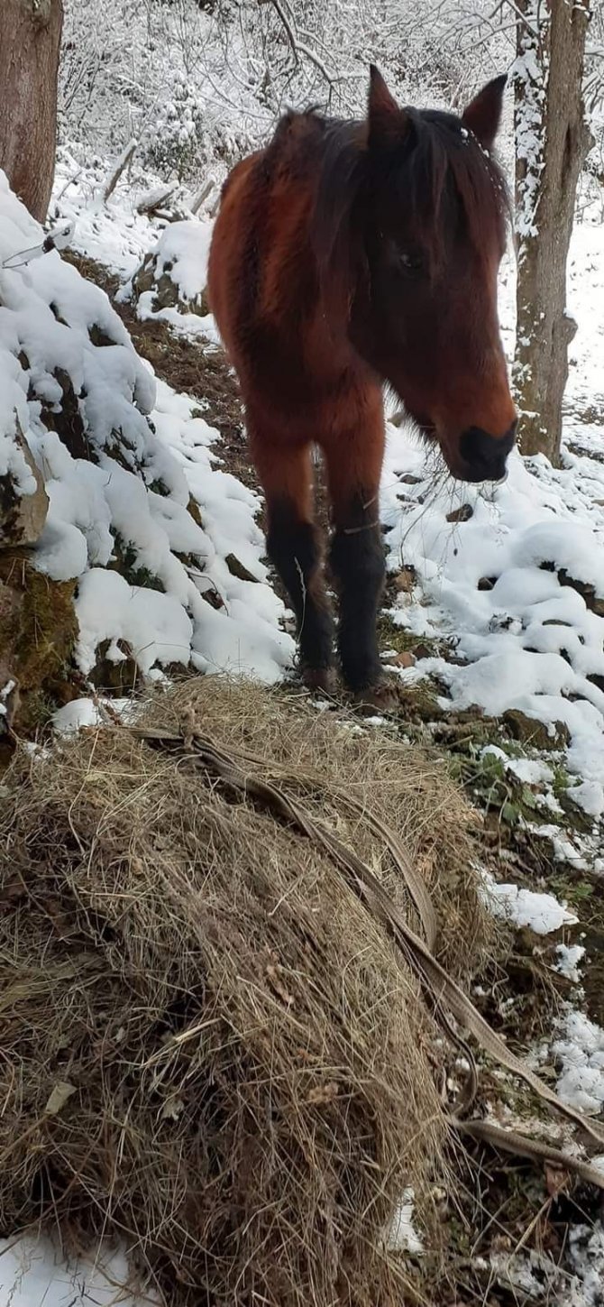 Yılka Atlara Belediye Ve Hayvan Severler Duyarsız Kalmadılar