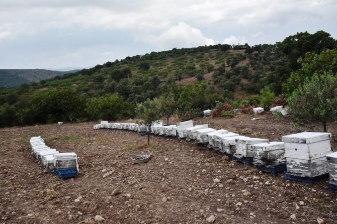 Yunusemre Bal Üreticisini Bu Yıl Da Destekleyecek