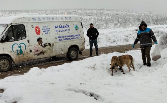 Alaşehir Belediyesi Sokak Ve Yaban Hayvanlarına Yiyecek Bıraktı