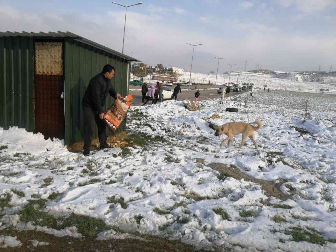 Alaşehir Belediyesi Sokak Ve Yaban Hayvanlarına Yiyecek Bıraktı