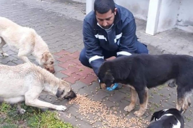 Biga Belediyesi Sokak Hayvanlarını Unutmadı