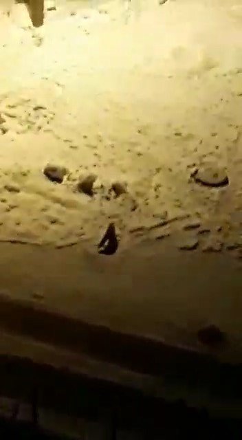 Bursa’da Aç Kalan Tilkiler Şehir Merkezine İndi