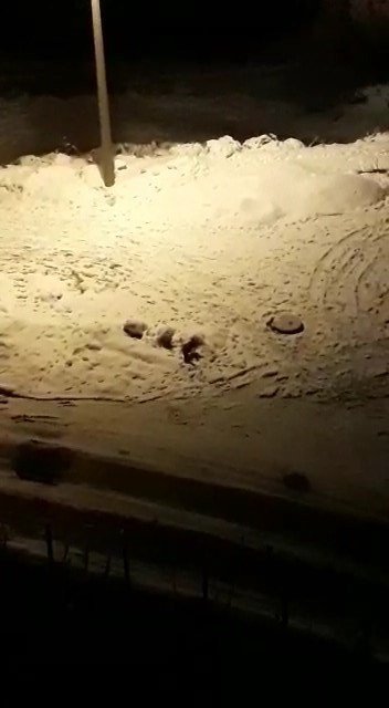Bursa’da Aç Kalan Tilkiler Şehir Merkezine İndi