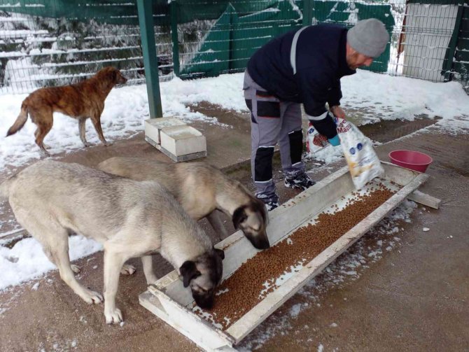 Çınarcık’ta Sokak Hayvanlarına Mama Bırakıldı