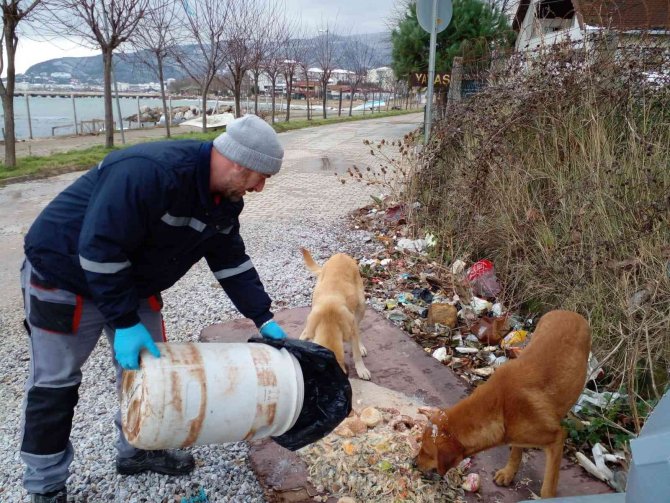 Çınarcık’ta Sokak Hayvanlarına Mama Bırakıldı