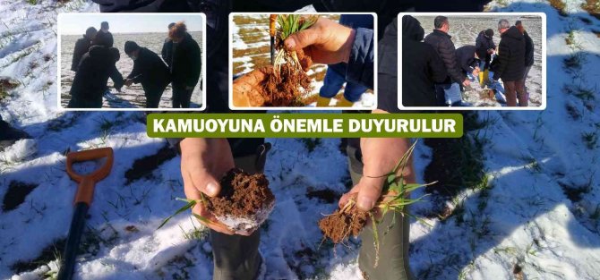 Çiftçileri Mağdur Eden Arpa Sararması Sorunu İçin Teknik İnceleme Başlatıldı