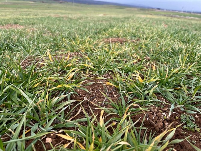 Çiftçileri Mağdur Eden Arpa Sararması Sorunu İçin Teknik İnceleme Başlatıldı