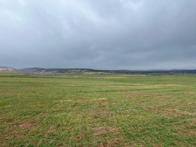 Çiftçileri Mağdur Eden Arpa Sararması Sorunu İçin Teknik İnceleme Başlatıldı