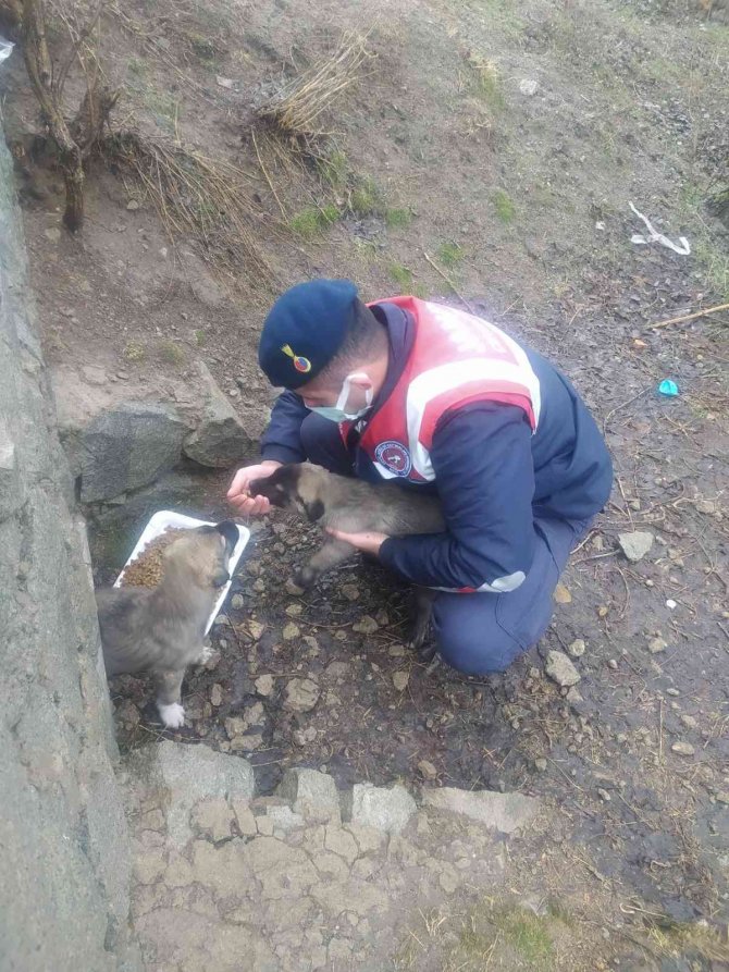 Isparta’da Haydi̇ Ekipleri Sokak Hayvanlarını Besledi