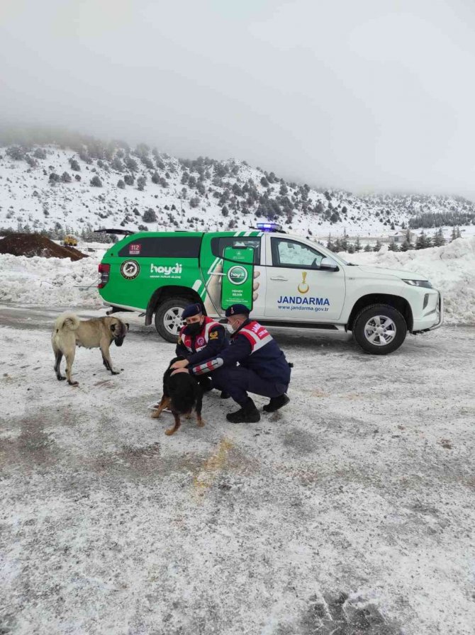 Isparta’da Haydi̇ Ekipleri Sokak Hayvanlarını Besledi