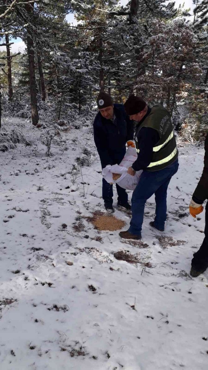 Yaban Hayvanları İçin Doğaya 350 Kilogram Yem Bırakıldı