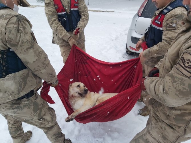 Karda Yaralı Halde Bulunan Köpek’e Jandarma Şefkati