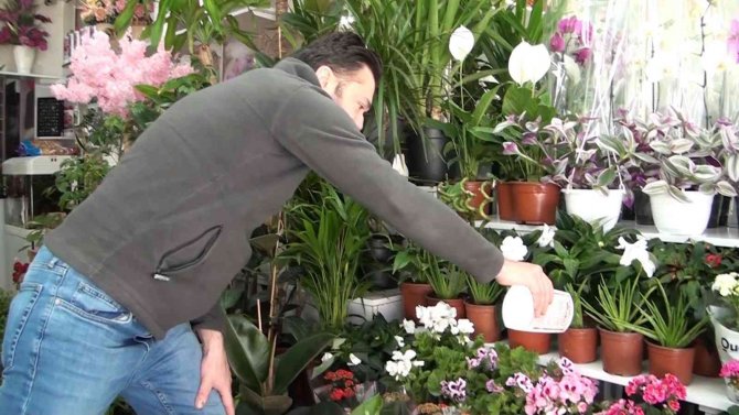 Kışın Evde Çiçek Ve Süs Bitkisi Bakımı Daha Kolay
