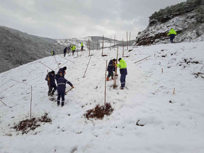 Bal Ormanında Ağaç Dikimi Devam Ediyor
