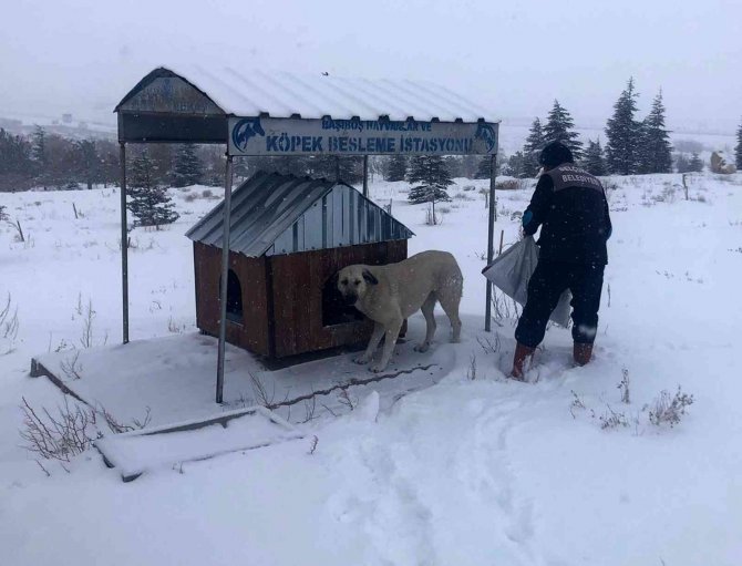 Selçuklu Belediyesi Sokak Hayvanlarına Yem Ve Mama Bırakıyor
