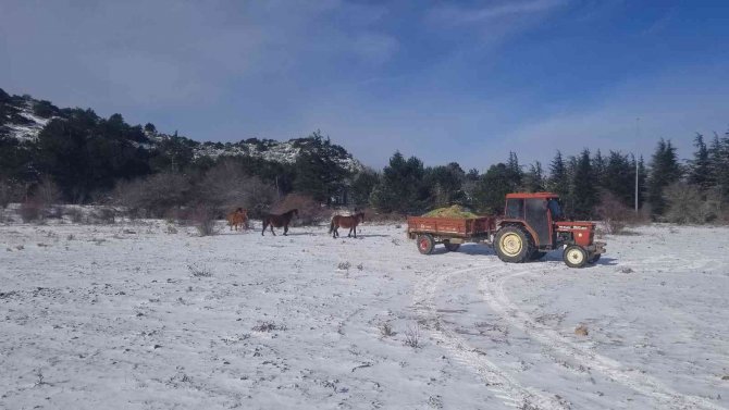 Karla Kaplanan Spil’de Yaban Hayatı Unutulmadı