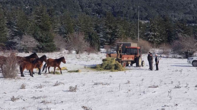 Karla Kaplanan Spil’de Yaban Hayatı Unutulmadı