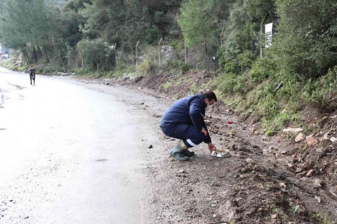 Marmaris Belediyesi Sokaktaki Canları Yalnız Bırakmadı