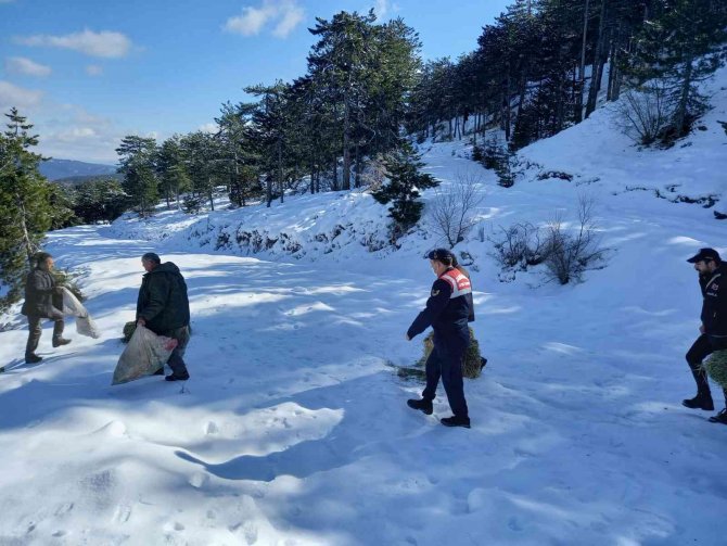 Muğla’da Yaban Hayvanları Unutulmadı