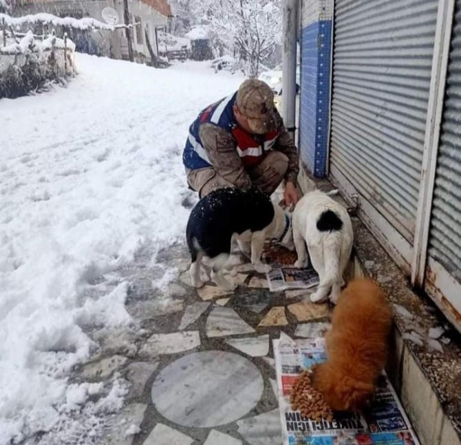 Jandarma Ve Polis Ekipleri, Sokak Hayvanlarını Unutmadı