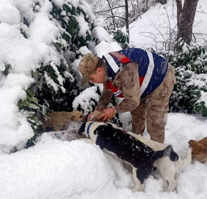 Jandarma Ve Polis Ekipleri, Sokak Hayvanlarını Unutmadı