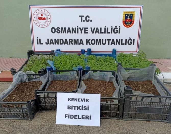 Evinin Salonunda Kenevir Fidesi Yetiştirdi