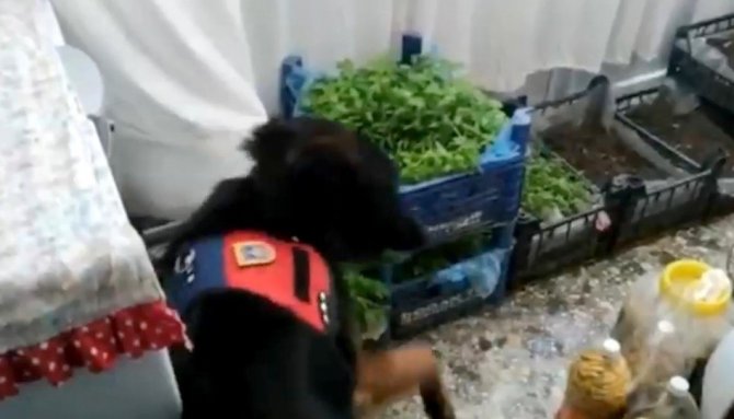 Evinin Salonunda Kenevir Fidesi Yetiştirdi