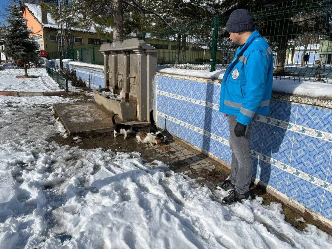 Şaphane İ̇lçe Tarım Ve Orman Müdürlüğü Sokak Hayvanlarını Unutmadı