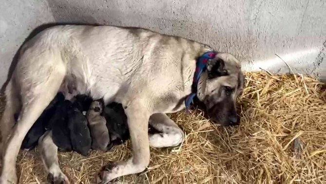 Kangal Köpeği Fırtınada Doğum Yaptı, Sahibinin Yaptığı Yürekleri Isıttı