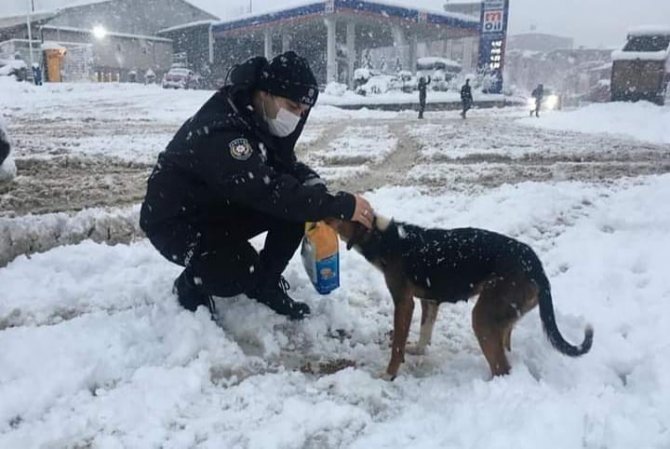 Jandarma Ve Polis Ekipleri, Sokak Hayvanlarını Unutmadı