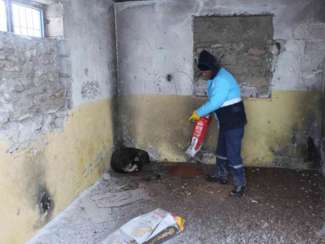 Muradiye Belediyesi Sokak Hayvanlarını Yalnız Bırakmıyor