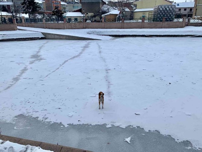 Sokak Köpeği Donan Porsuk Çayı Üzerinde Gezintiye Çıktı