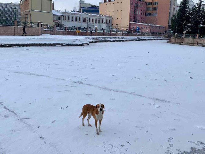 Sokak Köpeği Donan Porsuk Çayı Üzerinde Gezintiye Çıktı