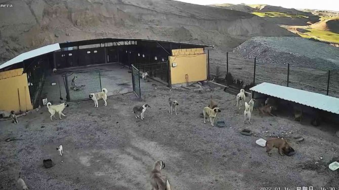 Kafesi Parçalayan Pitbull Başka Bir Köpeği Boğarak Öldürdü