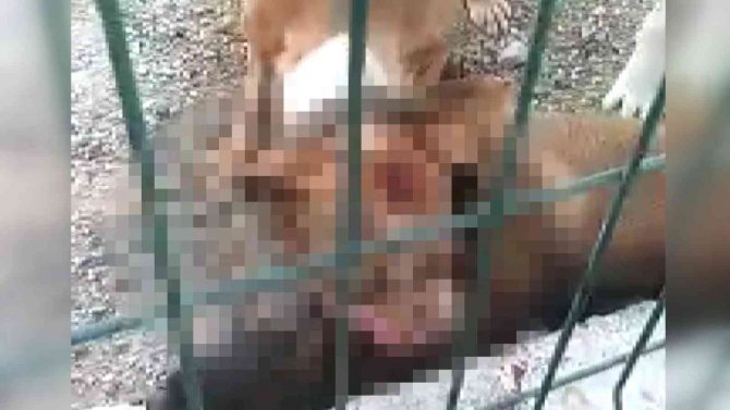 Kafesi Parçalayan Pitbull Başka Bir Köpeği Boğarak Öldürdü