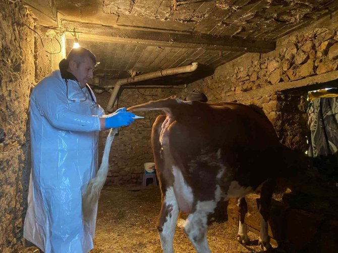 Karda Mahsur Kalan Veterineri Doğum Yapan İneğe Belediye Ulaştırdı