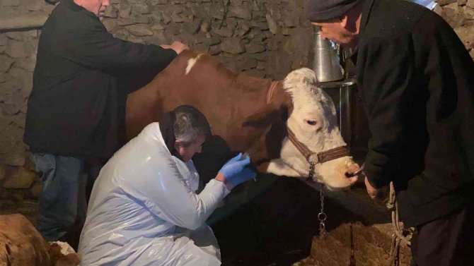 Karda Mahsur Kalan Veterineri Doğum Yapan İneğe Belediye Ulaştırdı