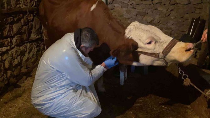 Karda Mahsur Kalan Veterineri Doğum Yapan İneğe Belediye Ulaştırdı