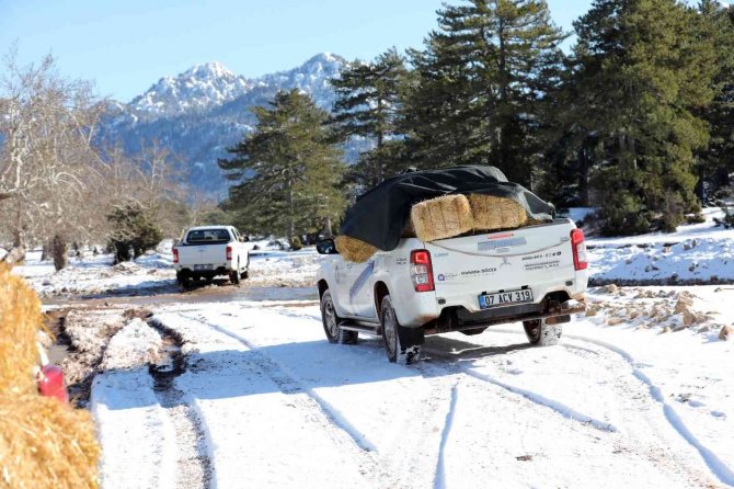Antalya’da Yılkı Atları İçin Doğaya Saman Bırakıldı