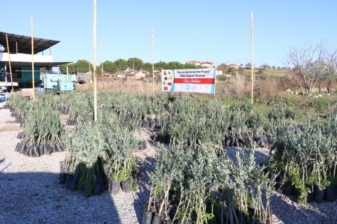 Manisalı Üreticilere Yüzde 75 Hibe Destekli Meyve Fidanı
