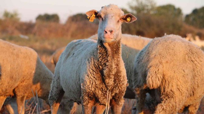 Edirne’de Buğday 4 Lira 176 Kuruştan Satıldı