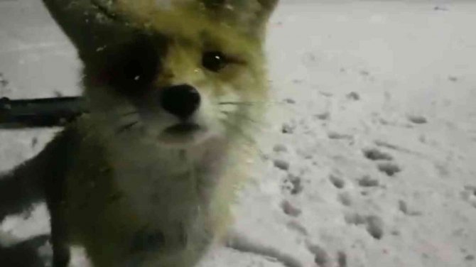 Yiyecek Arayan Tilkinin Meraklı Halleri Gülümsetti