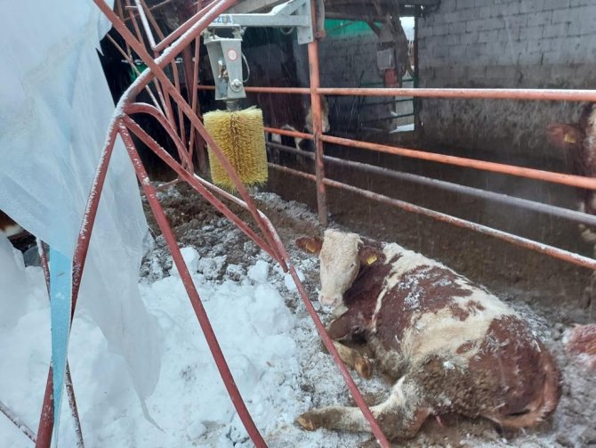 Göçük Altında Kalan 3 Büyükbaş Hayvan Kurtarıldı