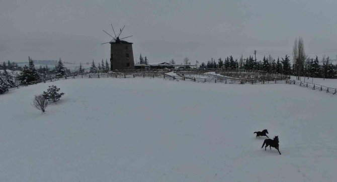 Altınköy’ün Hayvanları Karın Keyfini Çıkarttı