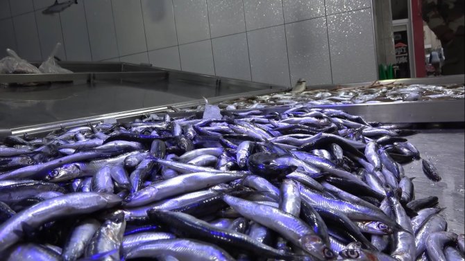 Hamsi Geri Geldi, Balıkçılar Neşelendi