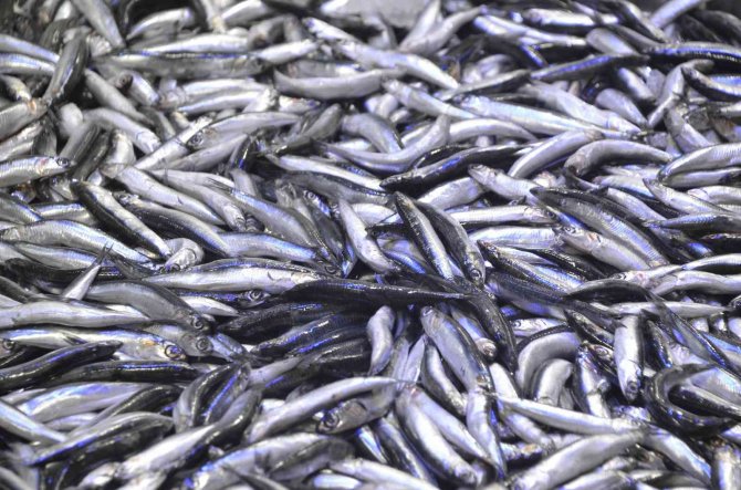 Hamsi Geri Geldi, Balıkçılar Neşelendi