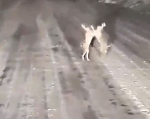 Karla Kaplı Yolda Tavşanların Kavgası Gülümsetti