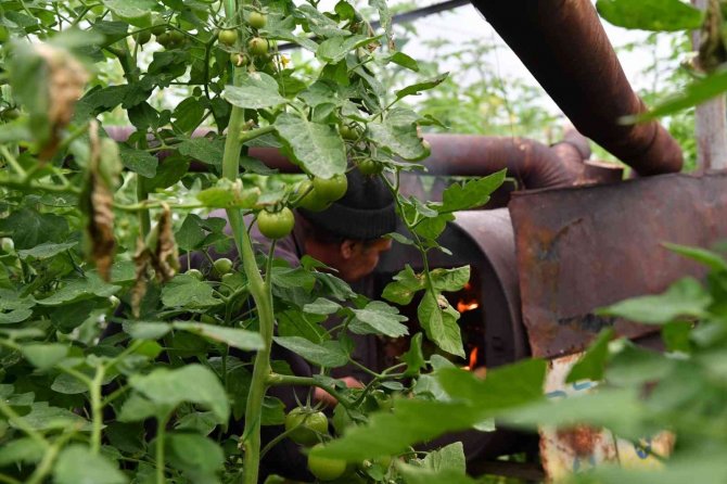 Konyaaltı’ndan Seracılara Ücretsiz Briket Yakıt Desteği