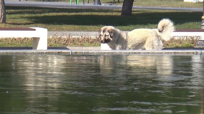 Köpekler Eli Boş Döndü, Kuşlar Gagalarıyla Kırmaya Çalıştı